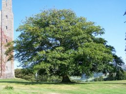 An ancient tree